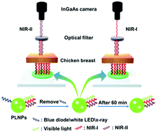 Graphical abstract: Synthesis and optical properties of a Y3(Al/Ga)5O12:Ce3+,Cr3+,Nd3+ persistent luminescence nanophosphor: a promising near-infrared-II nanoprobe for biological applications