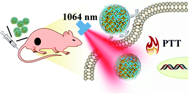 Graphical abstract: A thieno-isoindigo derivative-based conjugated polymer nanoparticle for photothermal therapy in the NIR-II bio-window