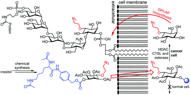 Graphical abstract: Synthesis and evaluation of Nα,Nε-diacetyl-l-lysine-inositol conjugates as cancer-selective probes for metabolic engineering of GPIs and GPI-anchored proteins