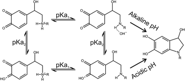 Graphical abstract: Cyclization step of noradrenaline and adrenaline autoxidation: a quantum chemical study