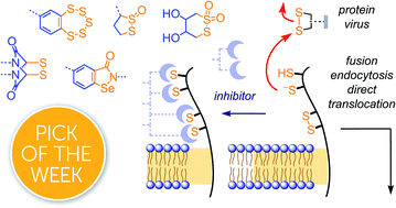 Graphical abstract: Inhibitors of thiol-mediated uptake