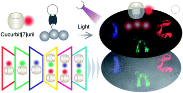 Graphical abstract: Multiplexed optical barcoding of cells via photochemical programming of bioorthogonal host–guest recognition