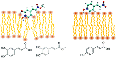 Graphical abstract: Phenolic compounds alter the ion permeability of phospholipid bilayers via specific lipid interactions