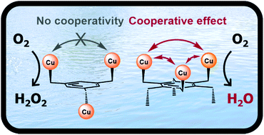 Graphical abstract: Influence of the spatial distribution of copper sites on the selectivity of the oxygen reduction reaction