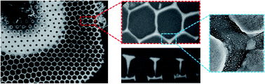 Graphical abstract: 3D multiscale analysis of the hierarchical porosity in Coscinodiscus sp. diatoms using a combination of tomographic techniques