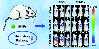 Graphical abstract: Nanoparticles as a Hedgehog signaling inhibitor for the suppression of cancer growth and metastasis