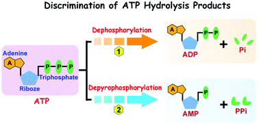 Graphical abstract: A sensor array based on DNA-wrapped bimetallic zeolitic imidazolate frameworks for detection of ATP hydrolysis products
