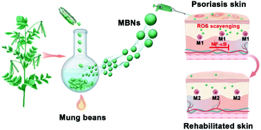 Graphical abstract: Transcutaneous delivery of mung bean-derived nanoparticles for amelioration of psoriasis-like skin inflammation