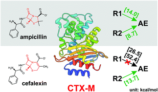 Graphical abstract: QM/MM modeling of class A β-lactamases reveals distinct acylation pathways for ampicillin and cefalexin