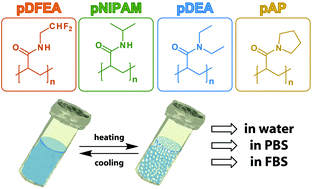 Graphical abstract: Thermoresponsive properties of polyacrylamides in physiological solutions