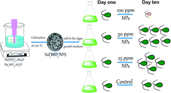 Graphical abstract: Toxicity of Nd2WO6 nanoparticles to the microalga Dunaliella salina: synthesis of nanoparticles and investigation of their impact on microalgae