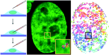 Graphical abstract: Mechanical stress affects dynamics and rheology of the human genome