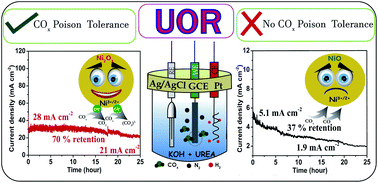 Graphical abstract: Remarkable COx tolerance of Ni3+ active species in a Ni2O3 catalyst for sustained electrochemical urea oxidation