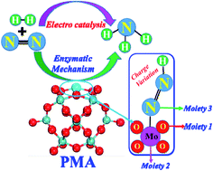 Graphical abstract: A polyoxometalate cluster-based single-atom catalyst for NH3 synthesis via an enzymatic mechanism