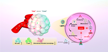 Graphical abstract: Nanodrug regulates lactic acid metabolism to reprogram the immunosuppressive tumor microenvironment for enhanced cancer immunotherapy