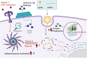 Graphical abstract: mRNA-carrying lipid nanoparticles that induce lysosomal rupture activate NLRP3 inflammasome and reduce mRNA transfection efficiency