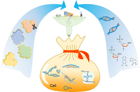 Graphical abstract: From polymerase engineering to semi-synthetic life: artificial expansion of the central dogma