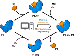 Graphical abstract: Protein–protein interfaces in molecular glue-induced ternary complexes: classification, characterization, and prediction