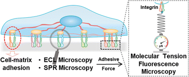 Graphical abstract: Recent advances in label-free imaging of cell–matrix adhesions