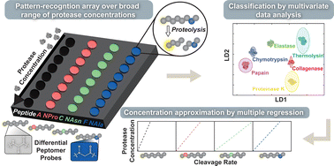 Graphical abstract: Peptomer substrates for quantitative pattern-recognition sensing of proteases