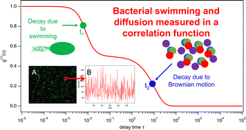 Graphical abstract: Differential dynamic microscopy for the characterisation of motility in biological systems