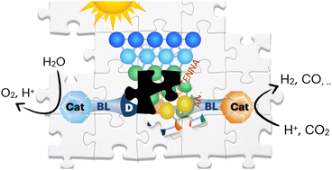 Graphical abstract: Self-assembled systems for artificial photosynthesis