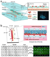 Graphical abstract: Opportunities and considerations for studying liver disease with microphysiological systems on a chip