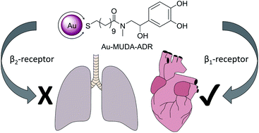 Graphical abstract: Multivalent stimulation of β1-, but not β2-receptors by adrenaline functionalised gold nanoparticles