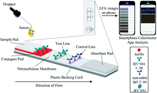 Graphical abstract: Immuno-chromatic probe based lateral flow assay for point-of-care detection of Japanese encephalitis virus NS1 protein biomarker in clinical samples using a smartphone-based approach