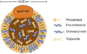 Graphical abstract: Low-density lipoprotein: a versatile nanoscale platform for targeted delivery