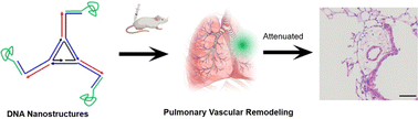 Graphical abstract: Attenuating endothelial leakiness with self-assembled DNA nanostructures for pulmonary arterial hypertension