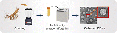 Graphical abstract: Ginseng-derived exosome-like nanovesicles extracted by sucrose gradient ultracentrifugation to inhibit osteoclast differentiation