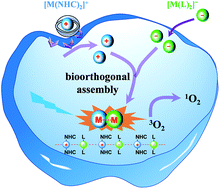 Graphical abstract: A bioorthogonal assembly based on metallophilic interactions for selective imaging and PDT treatment of cancer cells