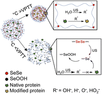 Graphical abstract: Mechanoresponsive diselenide-crosslinked microgels with programmed ultrasound-triggered degradation and radical scavenging ability for protein protection