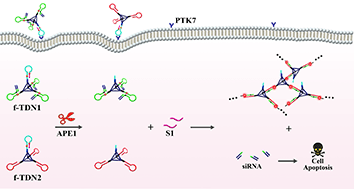 Graphical abstract: Target-mediated self-assembly of DNA networks for sensitive detection and intracellular imaging of APE1 in living cells