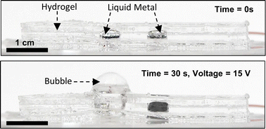 Graphical abstract: Soft electrochemical bubble actuator with liquid metal electrode using an embodied hydrogel pneumatic source