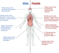 Graphical abstract: Chemical and molecular tools to probe biological sex differences at multiple length scales