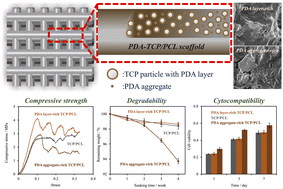 Graphical abstract: Effect of mussel-inspired polydopamine on the reinforced properties of 3D printed β-tricalcium phosphate/polycaprolactone scaffolds for bone regeneration