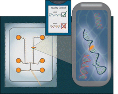 Graphical abstract: A microfluidic electrophoretic dual dynamic staining method for the identification and relative quantitation of dsRNA contaminants in mRNA vaccines