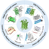 Graphical abstract: Principles and applications of green fluorescent protein-based biosensors: a mini-review