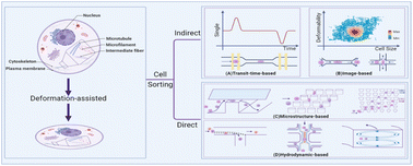 Graphical abstract: Recent advances in deformation-assisted microfluidic cell sorting technologies