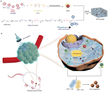 Graphical abstract: Prodrug-loaded semiconducting polymer hydrogels for deep-tissue sono-immunotherapy of orthotopic glioblastoma
