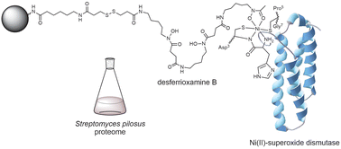 Graphical abstract: Reduction-cleavable desferrioxamine B pulldown system enriches Ni(ii)-superoxide dismutase from a Streptomyces proteome