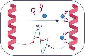 Graphical abstract: Chirality induction and amplification in supramolecular systems exhibiting vibrational optical activity