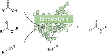 Graphical abstract: Biocatalytic amide bond formation