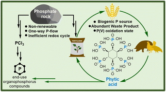 Graphical abstract: Phosphorus sustainability: a case for phytic acid as a biorenewable platform