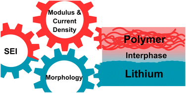 Graphical abstract: Understanding and controlling lithium morphology in solid polymer and gel polymer systems: mechanisms, strategies, and gaps