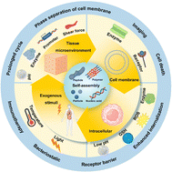 Graphical abstract: In situ stimulus-responsive self-assembled nanomaterials for drug delivery and disease treatment