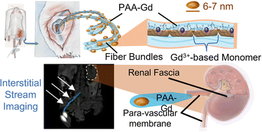 Graphical abstract: A robust MRI contrast agent for specific display of the interstitial stream