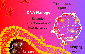 Graphical abstract: DNA hydrogels and nanogels for diagnostics, therapeutics, and theragnostics of various cancers
